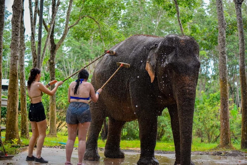 Phuket: Happy Hour Feed and Rain Shower with Elephant - Feeding time: your role, what you will do, and what you should expect
