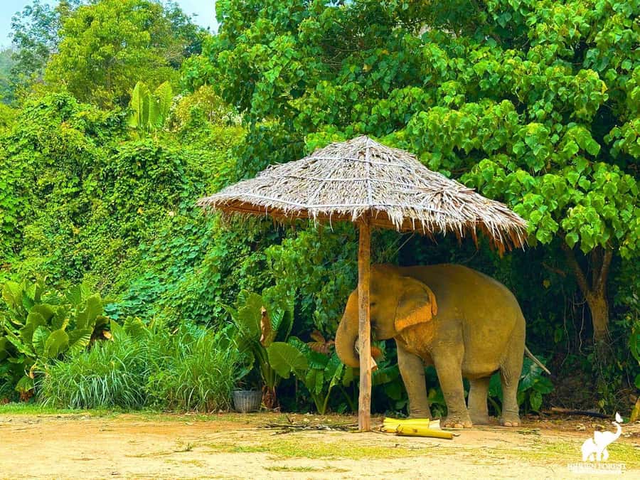 Phuket: Hidden Forest Elephant Reserve with Meal & Transfer - Key points that make this tour worth your attention