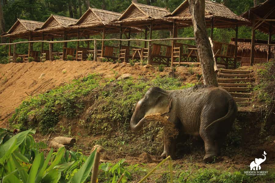Phuket: Hidden Forest Elephant Reserve with Meal & Transfer - What to bring, what not to do, and why the rules matter