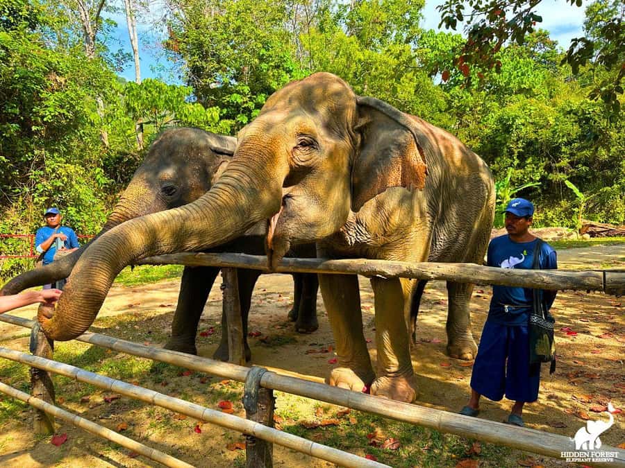 Phuket: Hidden Forest Elephant Reserve with Meal & Transfer - A no-touch elephant sanctuary in Phuket hills (and what that changes for you)