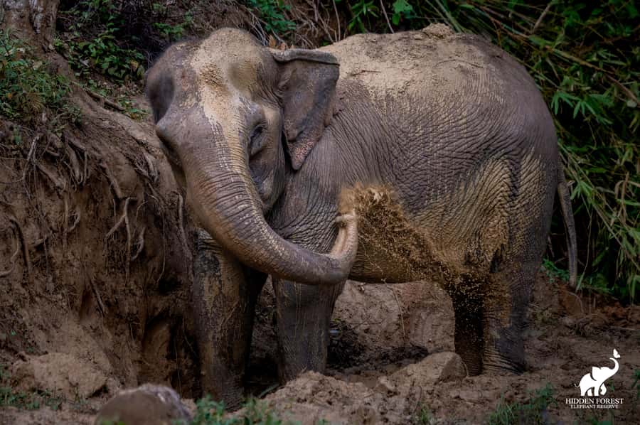 Phuket: Hidden Forest Elephant Reserve with Meal & Transfer - Pickup and timing: how the half day really moves