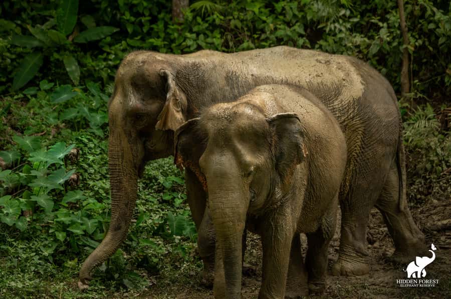 Phuket: Hidden Forest Elephant Reserve with Meal & Transfer - Bamboo observation huts and the elephant-led forest walk