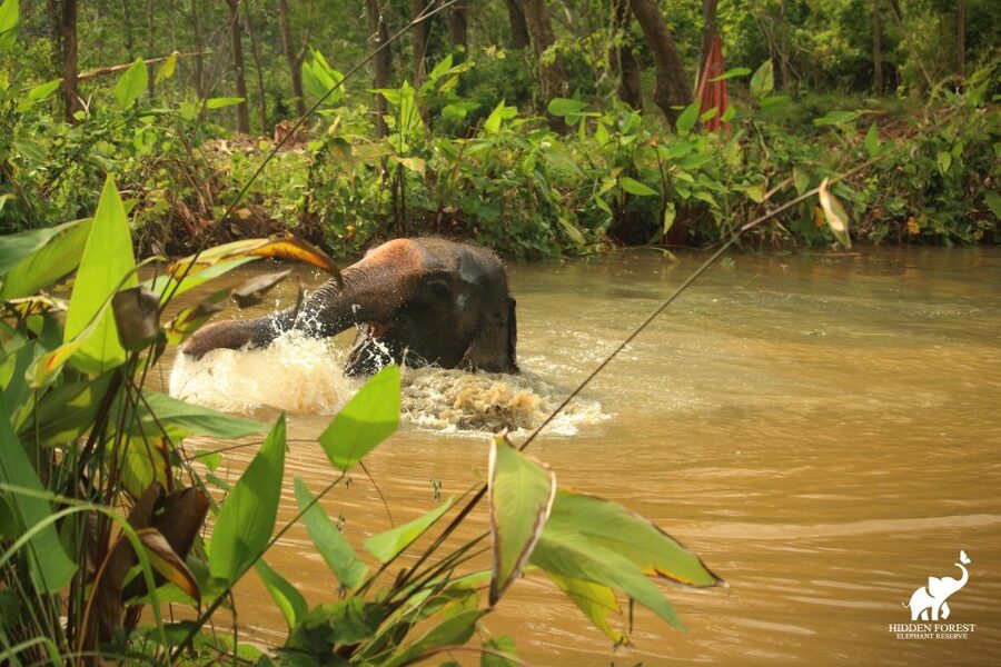 Phuket: Hidden Forest Elephant Reserve with Meal & Transfer - Pond views, muddy wallows, and lunch with a front-row seat