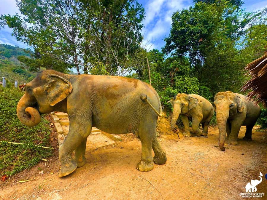 Phuket: Hidden Forest Elephant Reserve with Meal & Transfer - The reserve’s wildlife bonus: birds and butterflies do their thing