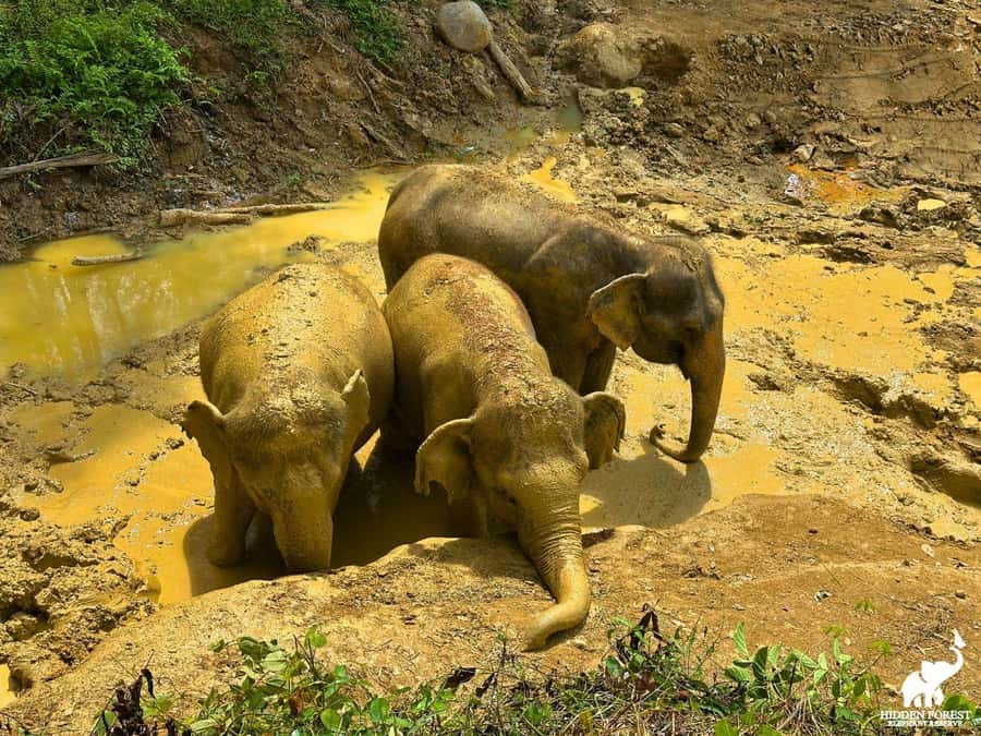 Phuket: Hidden Forest Elephant Reserve with Meal & Transfer - What makes the elephants look settled here