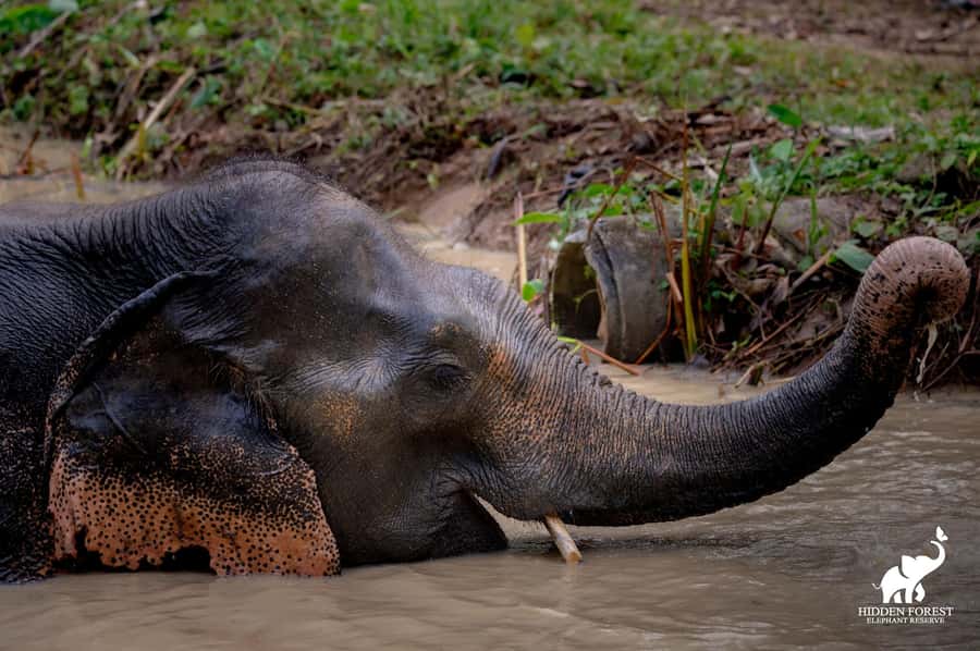 Phuket: Hidden Forest Elephant Reserve with Meal & Transfer - Price and what $99 buys you (value beyond the ticket)