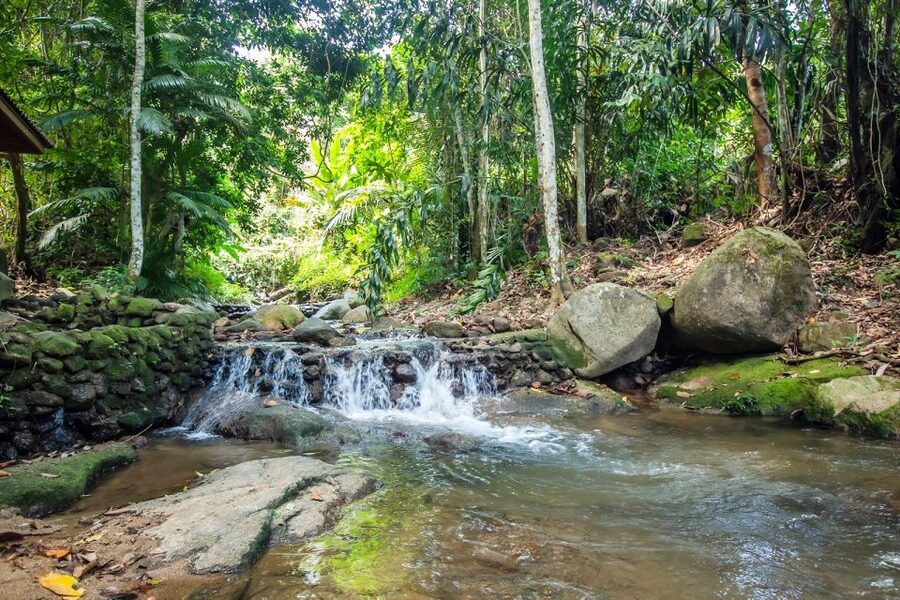 Phuket: Jungle Trekking Experience at Khao Phra Taew - Who should book this Phuket jungle trek, and who might skip it