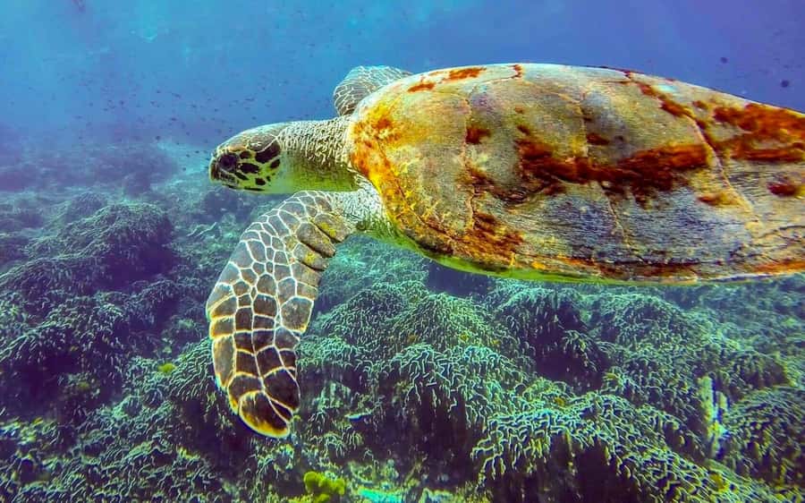 Phuket/Khao Lak: Similan Island Adventure Tour - Weather rules and Similan season dates