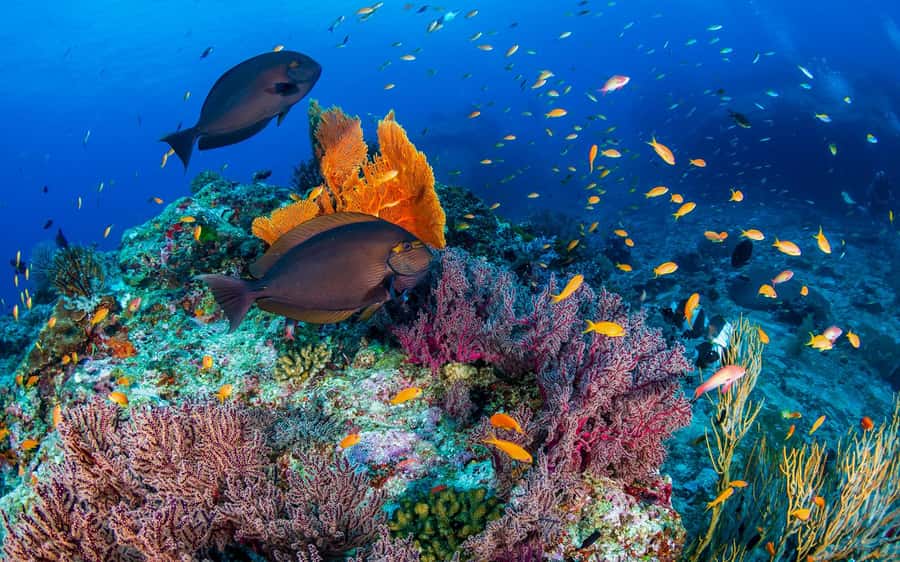 Phuket/Khao Lak: Similan Island Adventure Tour - Who should book, and who should skip, this Similan adventure