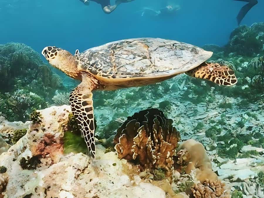 Phuket/Khao Lak: Similan Islands by Speedboat - Ba Ngu Island: panoramic views and a reef that rewards patience