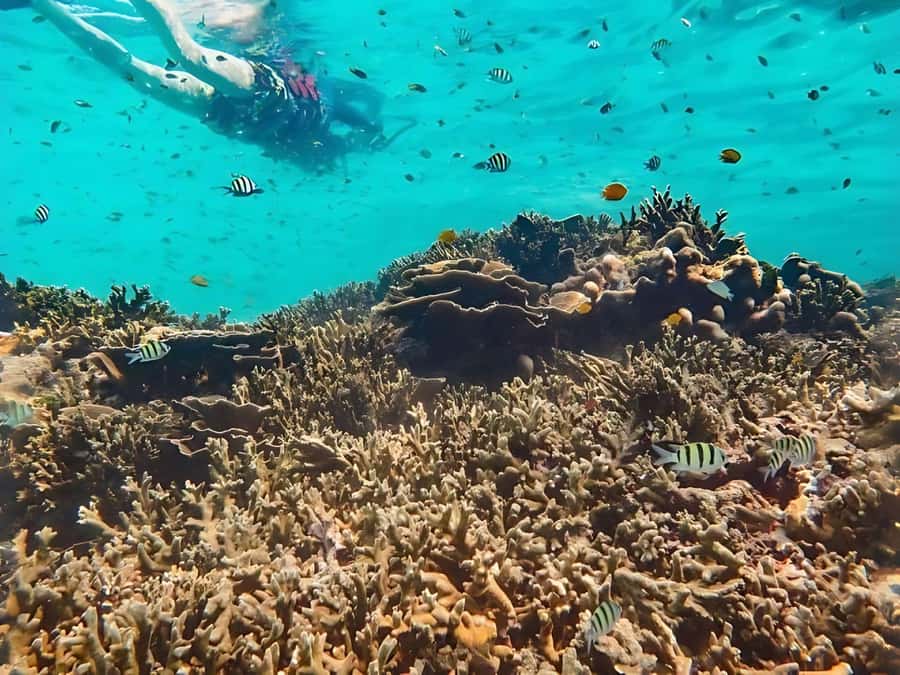 Phuket/Khao Lak: Similan Islands by Speedboat - Similan Islands downtime, lunch, and the Sail Rock payoff