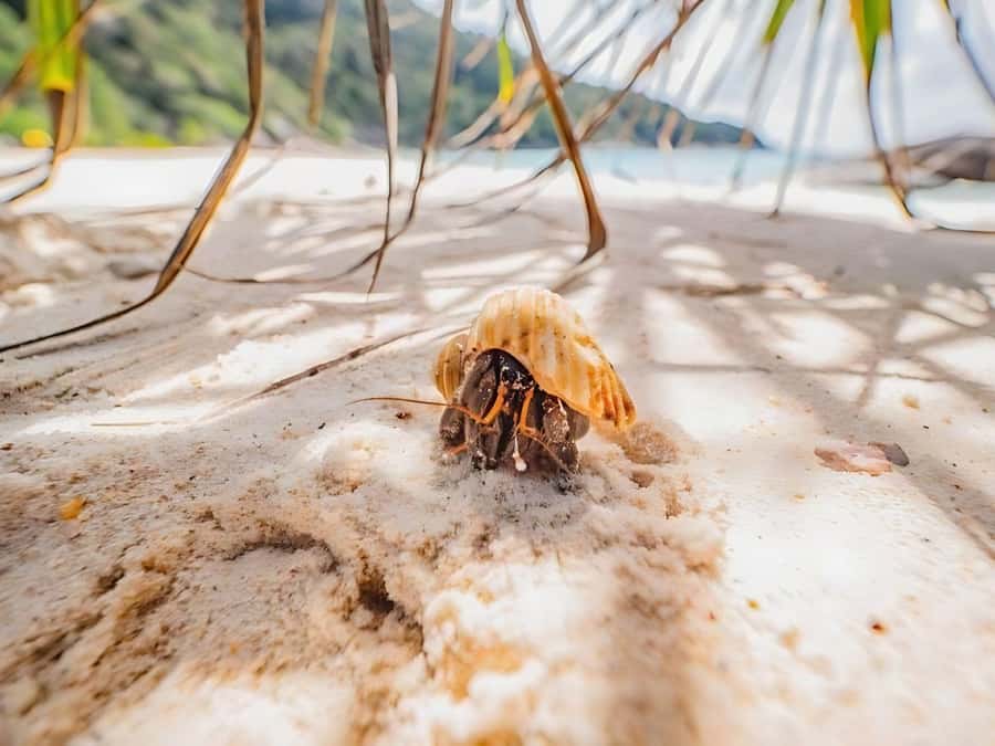 Phuket/Khao Lak: Similan Islands by Speedboat - Meals and small rules that protect the reef