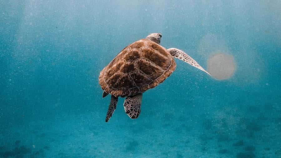 Phuket/Khao Lak: Similan Islands Luxury Catamaran Experience - Who should book this Similan luxury catamaran day tour