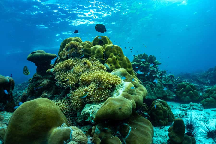 Phuket/Khao Lak: Snorkeling Trip to Phi Phi & Bamboo Islands - Loh Samah Bay and Pileh Lagoon: limestone scenery with real snorkeling payoff