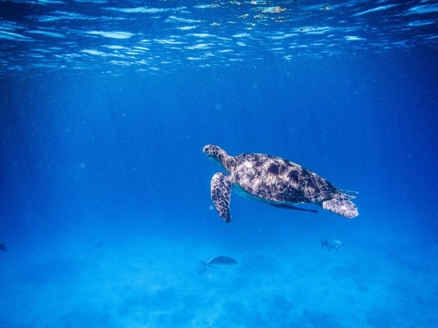 Phuket/Khao Lak: Speedboat Snorkel Tour to Similan Islands - The Return Trip: Snacks, a Light Meal, and One Last Chance to Relax