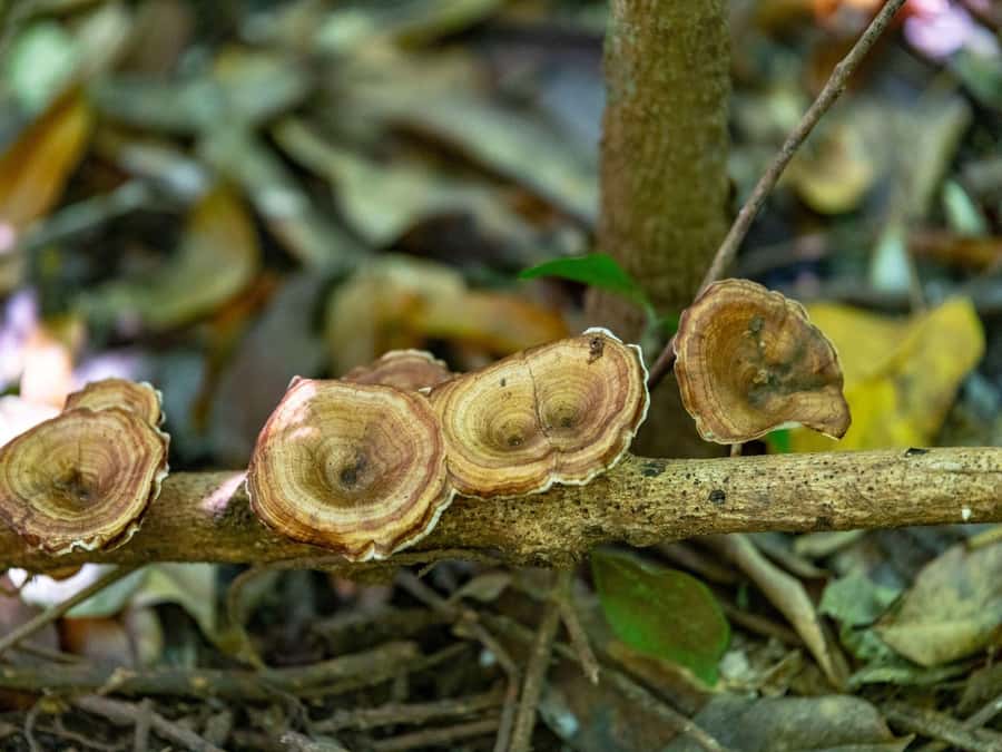 Phuket: Khao Sok 3 Day 2 Night Adventure Escape with 7 Meals - Monkey Temple and Cheow Lan Lake: longtail boat time that feels cinematic