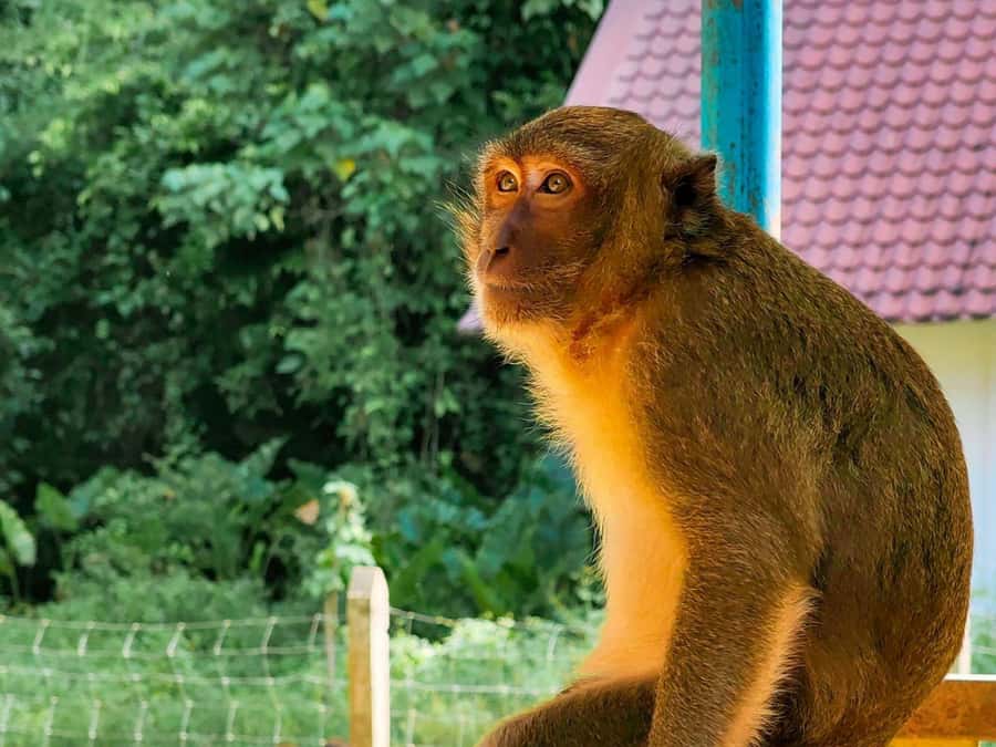 Phuket: Khao Sok and Cheow Lan Lake Tour with Lunch - Elephant Camp at the End: A Memorable Finale, Plus an Ethics Check