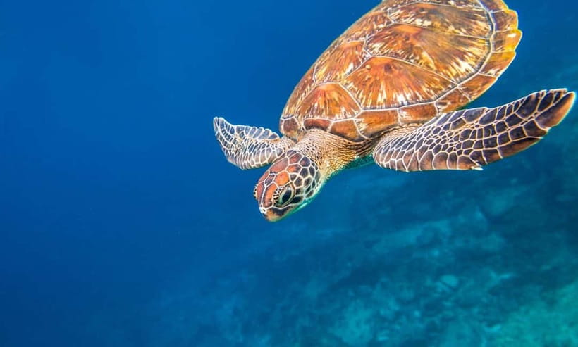 Phuket : Lazy Similan Islands by Catamaran with lunch - Why a Lazy Similan Islands Catamaran Day Works