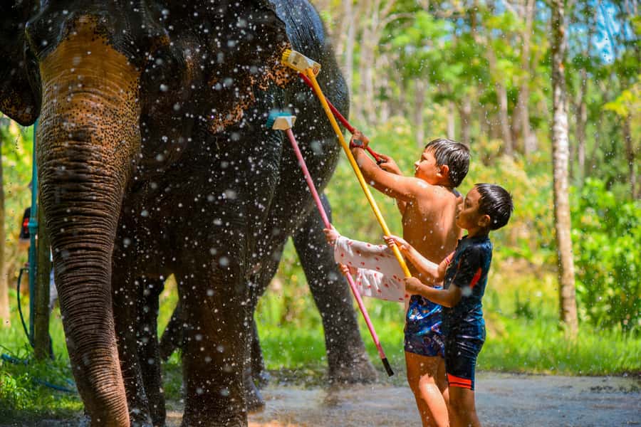 Phuket: Lily Elephant Half day Trip on the Beach with lunch - Preparing meals, feeding, and a jungle walk that feels hands-on