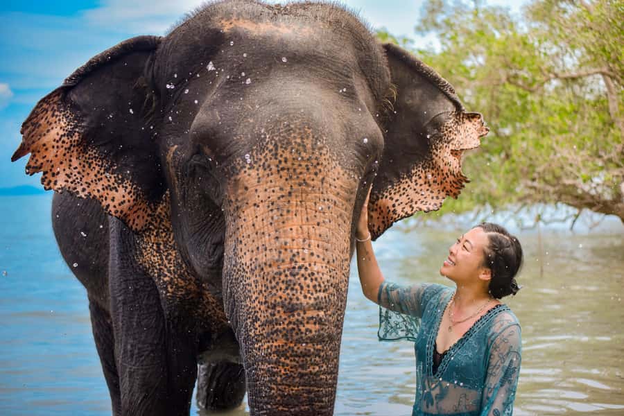 Phuket: Lily Elephant Half day Trip on the Beach with lunch - Price and logistics: what you really get for $83