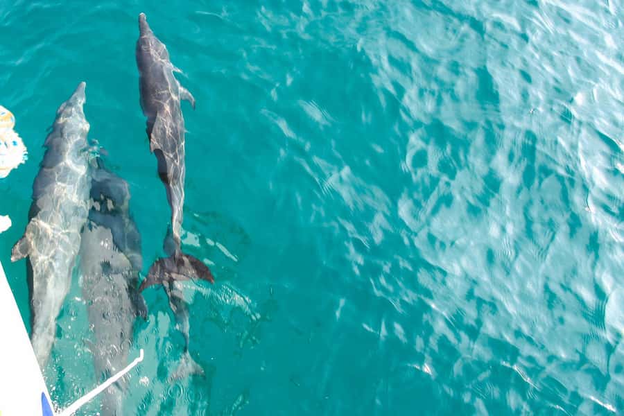 Phuket: Maiton, Coral, and Racha Island Snorkeling Trip - Racha Island and Its Bay Stops (Siam Bay and Kon Kae Bay)