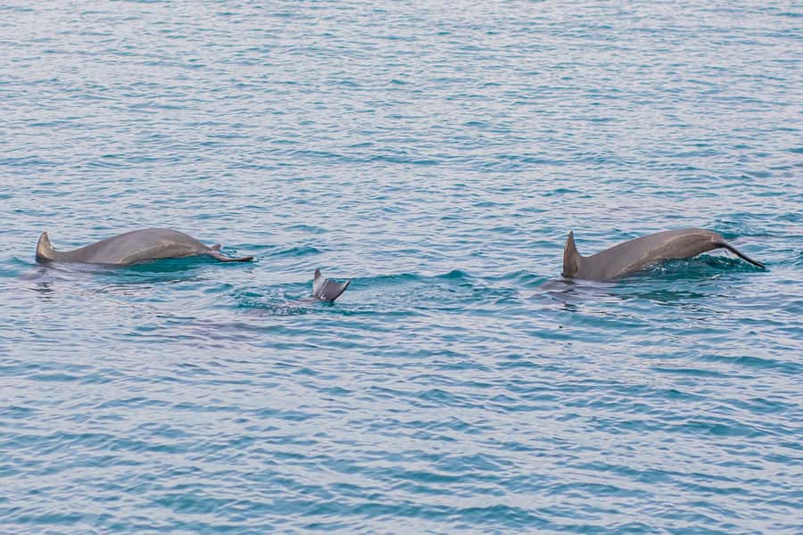 Phuket: Maiton, Coral, and Racha Island Snorkeling Trip - Price and What You Really Get for $72
