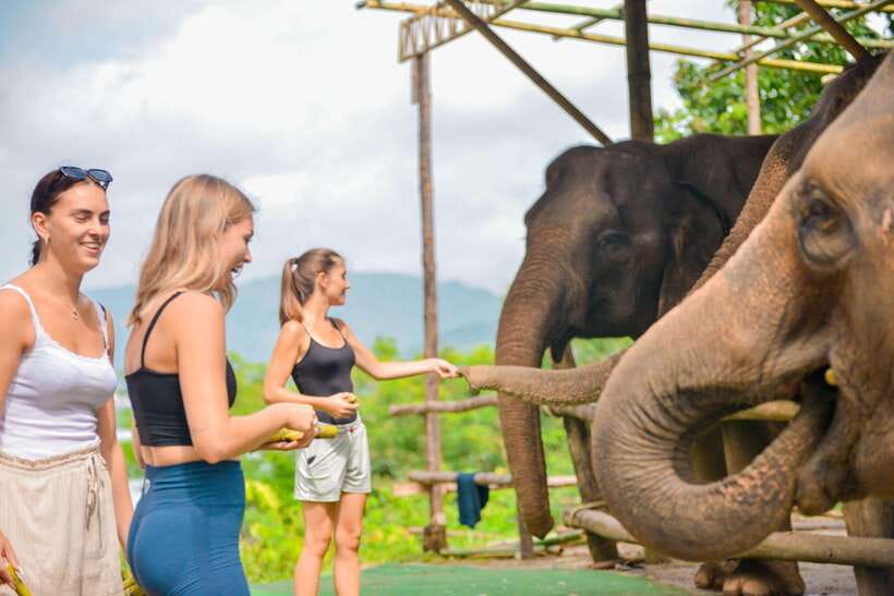 Phuket: Meet Feed & Relax with Elephant - What the camp is trying to change for Thai elephants