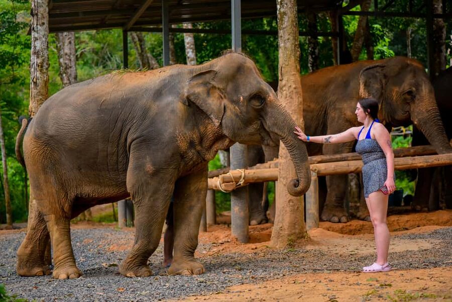 Phuket: Meet Feed & Relax with Elephant - Practical tips for planning your day around this elephant visit
