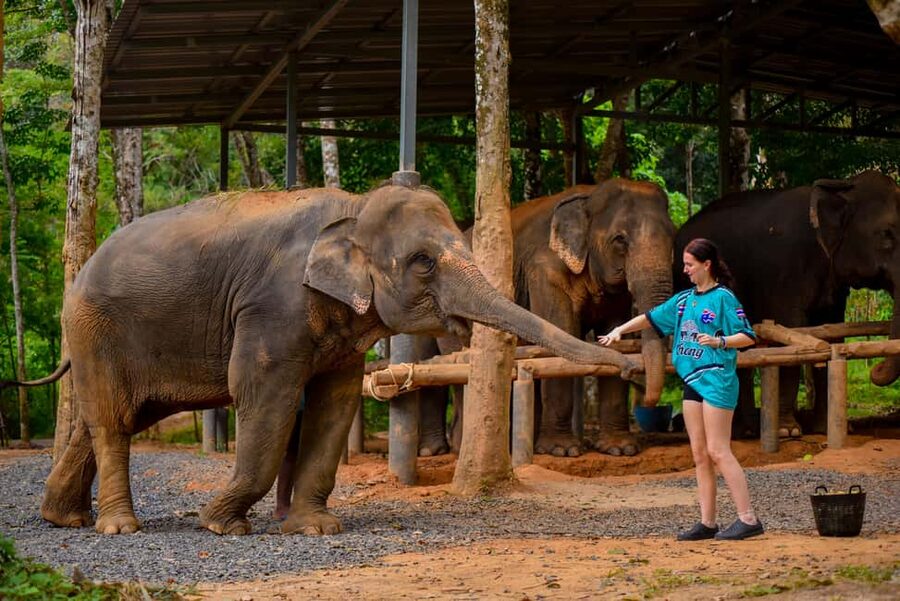 Phuket: Meet Feed & Relax with Elephant - Who this experience suits best (and who might want a different option)