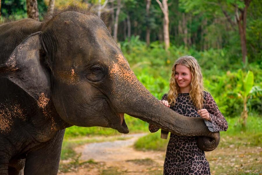 Phuket: Meet Feed & Relax with Elephant - The feed and learn program: what you actually do from 9:00 to 16:00