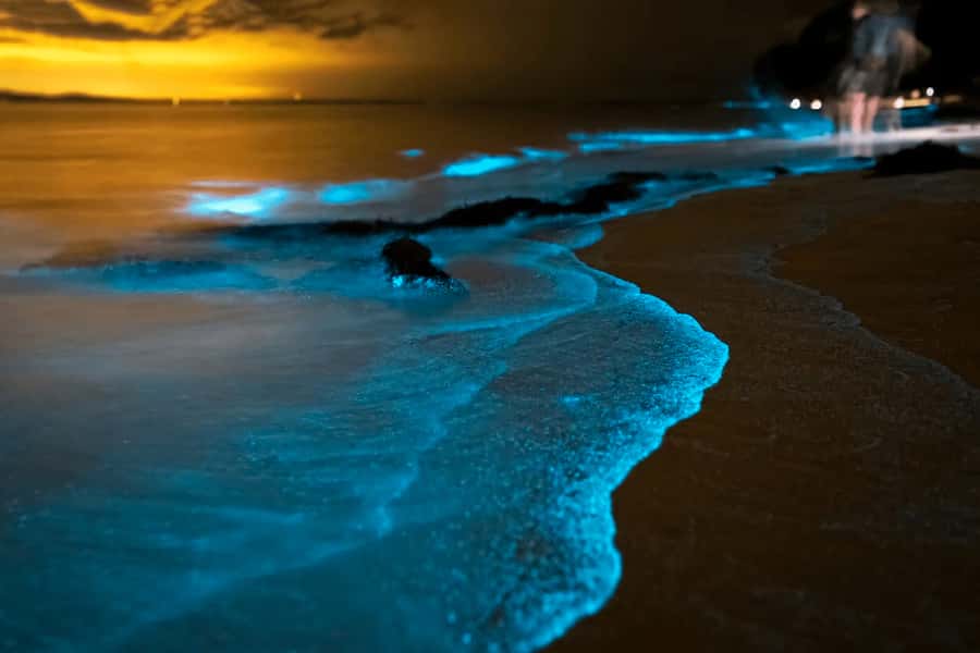 Phuket: Phang Nga Bay Bioluminescent Plankton and Sea Canoes - Panak Island cave time: Diamond Cave and mangrove-style scenery