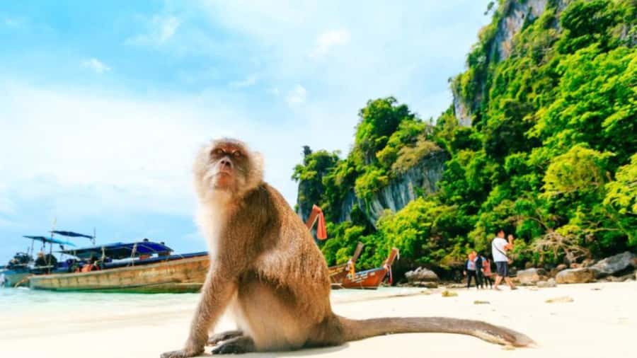 Phuket: Phi Phi Islands, Bamboo Island and Pileh Lagoon Trip - Pileh Lagoon: emerald water swimming and snorkeling, with optional add-ons