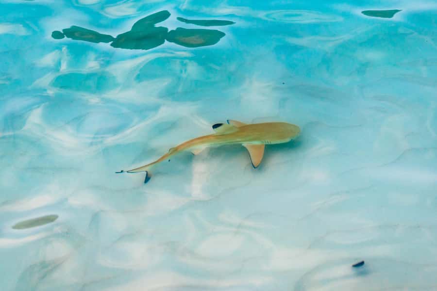 Phuket: Phi Phi Islands Day-Trip by Speed Catamaran - Snorkeling and Clear Kayak Time: How to Get More From It
