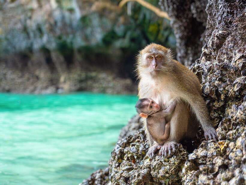 Phuket: Phi Phi, Maya and Khai Or Bamboo Island by Catamaran - Bamboo Island or Khai Island first: your easiest win for swimming and snorkeling