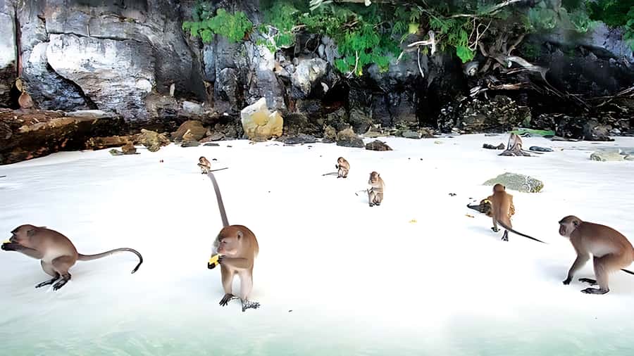 Phuket; Phi Phi, Maya Bay, Bamboo or Khai Island Speedboat - Price and Value: What $86 Actually Buys You