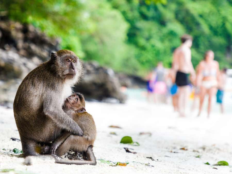 Phuket; Phi Phi, Maya Bay, Bamboo or Khai Island Speedboat - Phi Phi Don Lunch Break: Food That Helps You Finish the Day