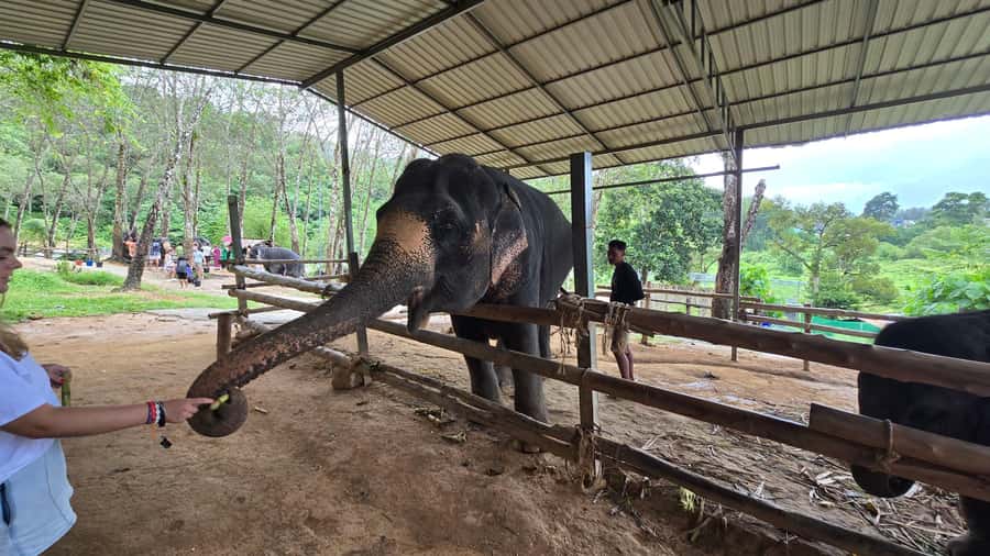 Phuket: Phuket Elephant Care Sanctuary ECO Tour - Feeding seasonal fruit, and why pace matters