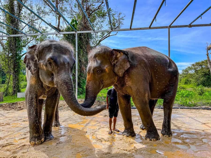 Phuket: Phuket Elephant Care Sanctuary ECO Tour - Who should book this ECO tour, and who might not love it