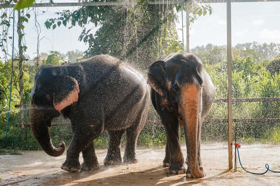 Phuket: Phuket Elephant Care Sanctuary ECO Tour - Hotel pickup and the first briefing that shapes your behavior