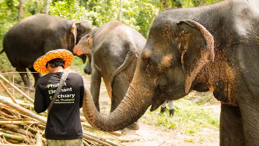 Phuket: Phuket Elephant Sanctuary, Wat Chalong & more - Price and value: what $192 covers in real terms