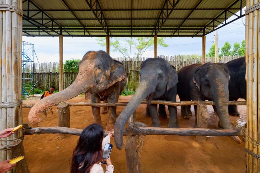 Phuket: Phuket Elephant Sanctuary, Wat Chalong & more - Small group dynamics, English guide, and the TripGuru sign detail