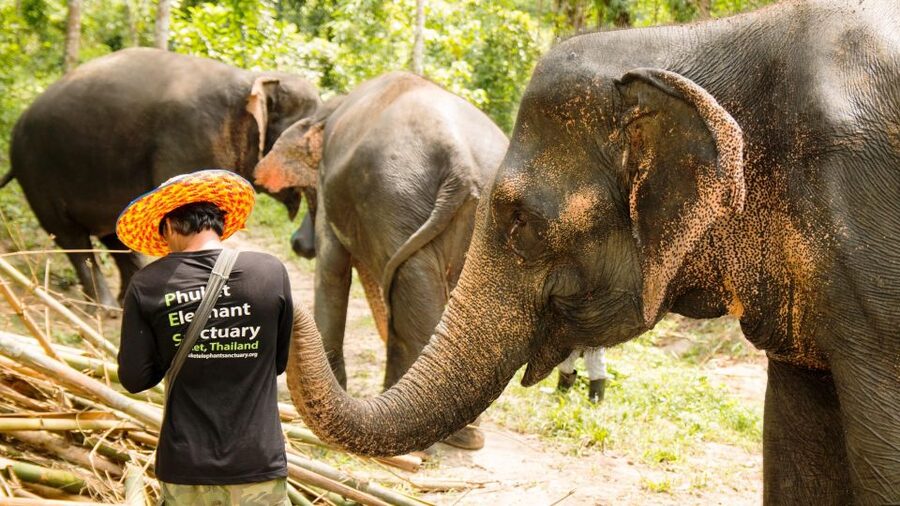 Phuket: Phuket Elephant Sanctuary, Wat Chalong & more - Responsible travel angle: GSTC-certified, glass bottle water, and offsets