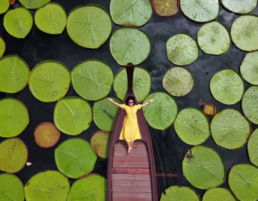 Phuket: Private & All-Inclusive Giant Water Lilies Tour - The All-Inclusive Parts That Actually Save You Money