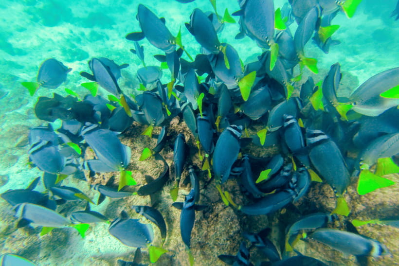 Phuket: Racha and Coral Islands Speedboat Trip with Lunch - Why Racha and Coral Islands are a smart Phuket day