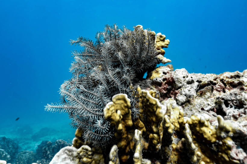 Phuket: Racha and Coral Islands Speedboat Trip with Lunch - Small practical tips that improve the day