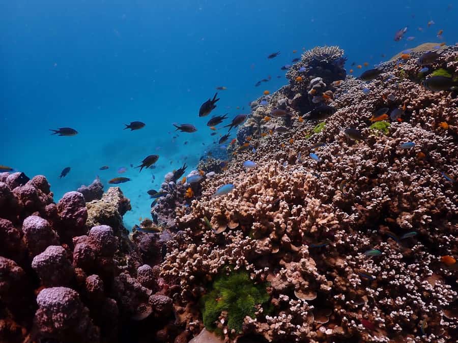 Phuket: Racha Islands Premium Tour with Snorkel & Lunch - Stop-by-stop: Racha Noi and Pirates Beach viewpoint energy