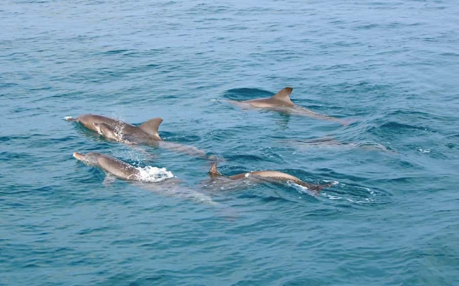 Phuket: Racha Islands Premium Tour with Snorkel & Lunch - Second snorkeling session and timing your photos