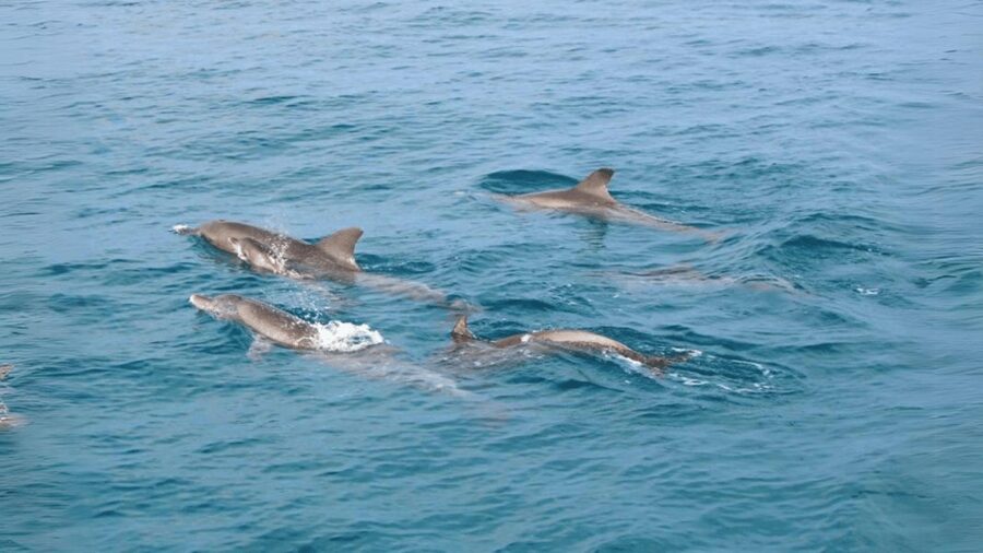 Phuket: Raya Island, Maithon Island, & Dolphin Spotting Tour - Maithon Island Dolphin Watching: What Luck Feels Like