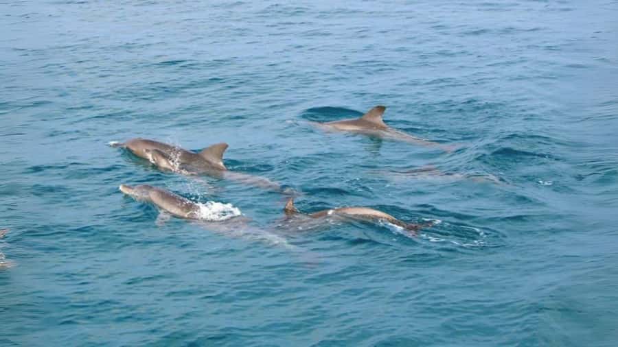 Phuket: Raya Island, Maithon Island, & Dolphin Spotting Tour - Raya Noi Island, Pirates Beach Sand, and the Viewpoint Hike