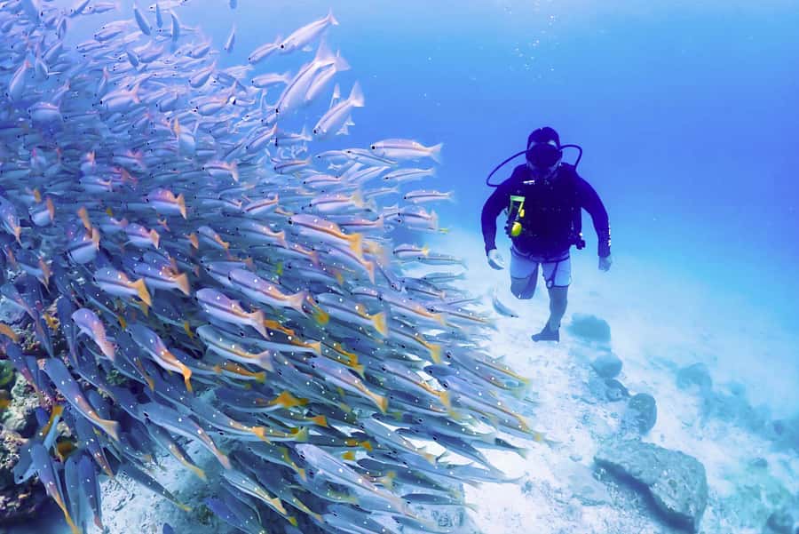Phuket: Scuba Diving Maithon Or Racha Islands For All Levels - Price and logistics: does $100 feel fair in Phuket terms?